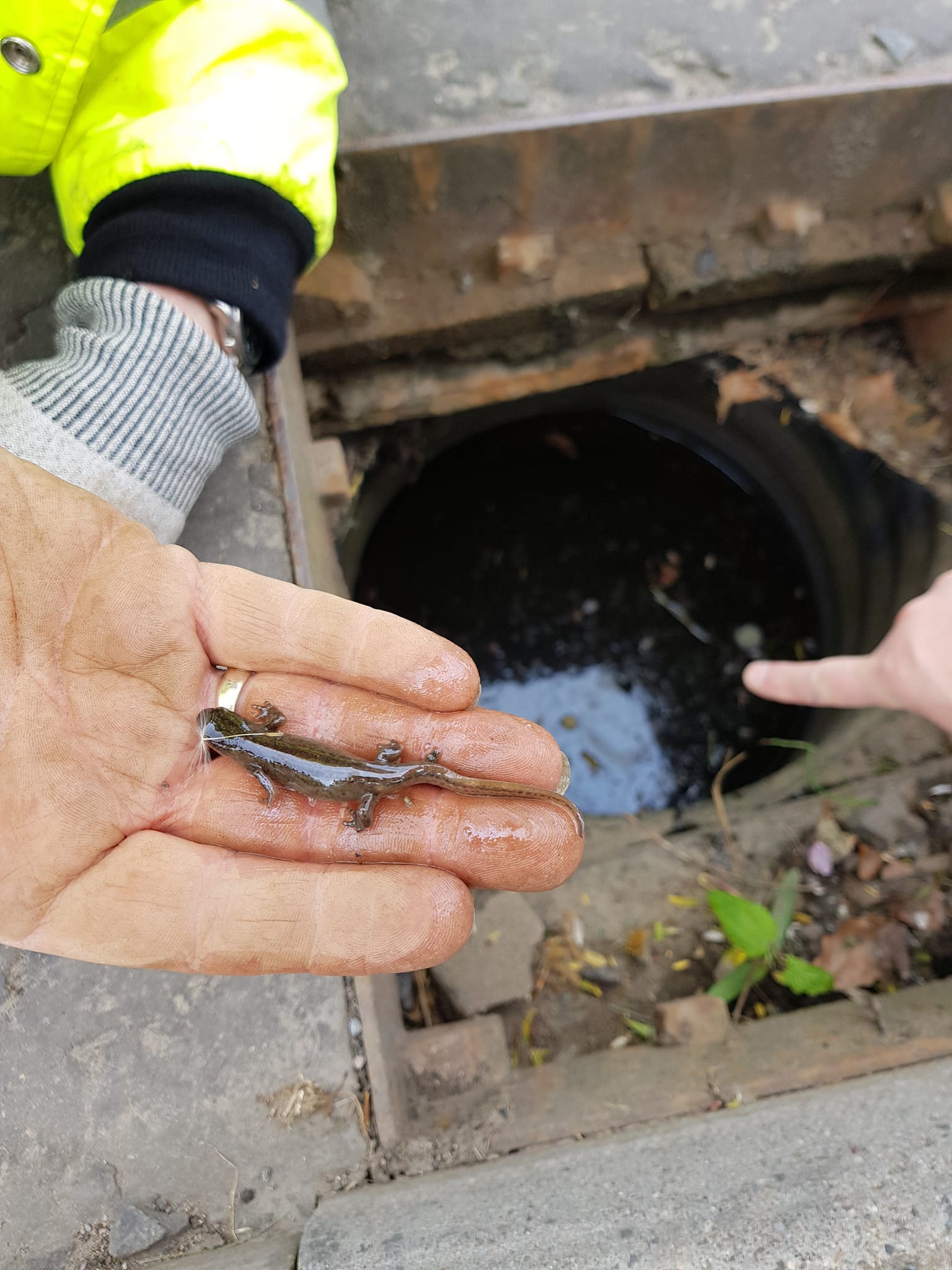 Newt rescued from a gullypot