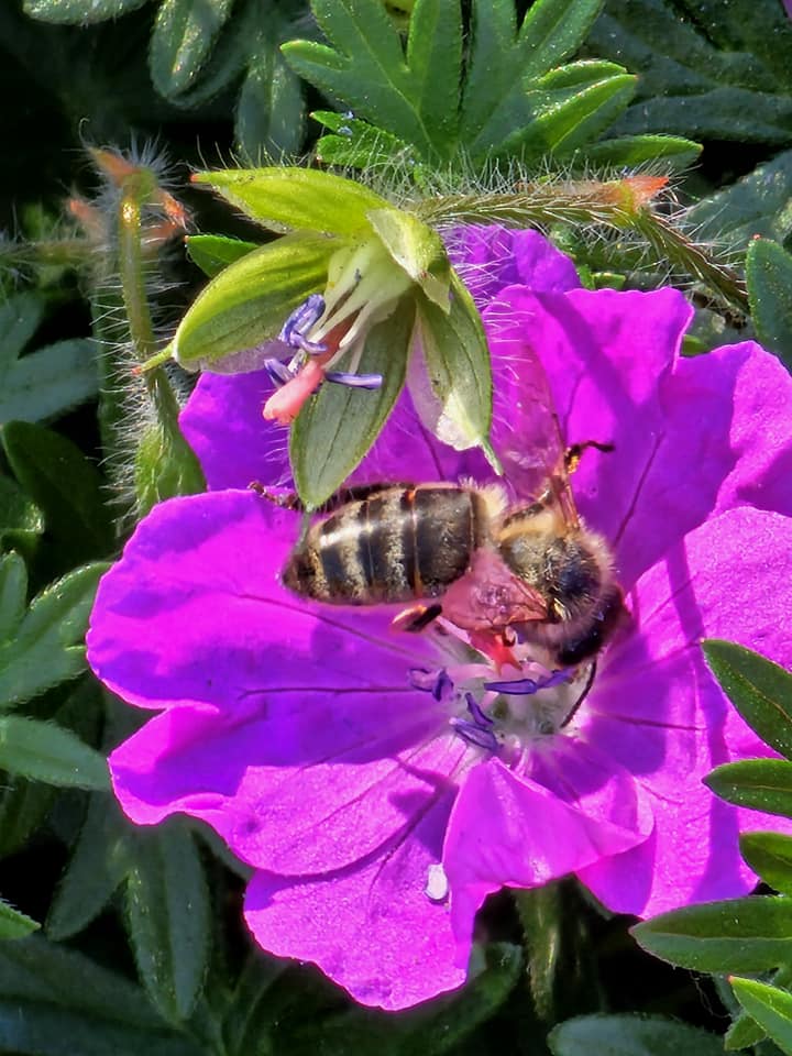 Bumble Bee Id Workshop